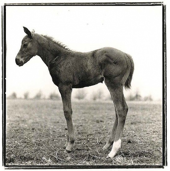 Keith Carter, FOAL STUDY 1
Photography, 15 x 15 in. (38.1 x 38.1 cm)
Framed 25" x 25"
CAR002
$1,200
Gallery staff will contact you 72 hours after purchase regarding any additional shipping costs.