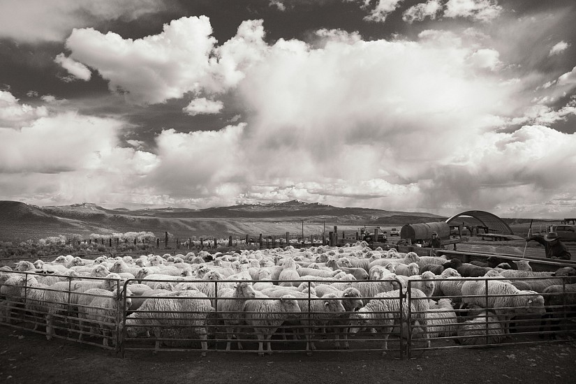 Allen Birnbach, SHEEP SHEARING #3 (Ed. 1/25), 2014
Carbon Pigment Print, 13 1/2 x 20 in.
BIR0013
$1,710
Gallery staff will contact you 72 hours after purchase regarding any additional shipping costs.