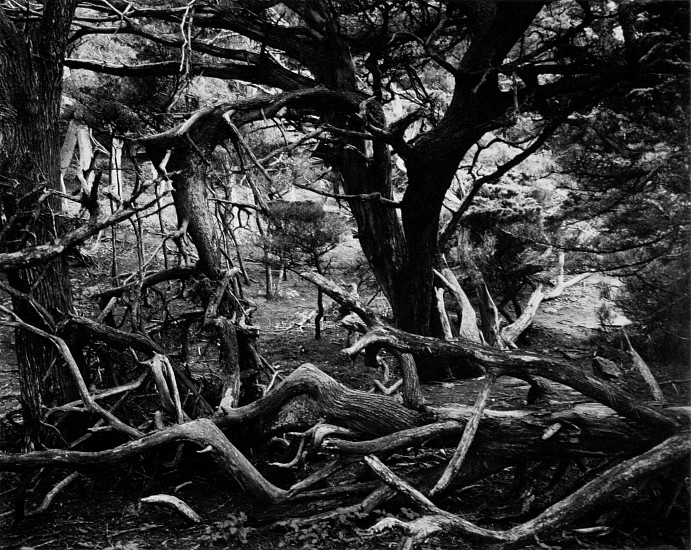 Brett Weston, UNTITLED (TREE AND BRANCHES, POINT LOBOS), 1962
Silver Gelatin Print, 10 3/8 x 13 1/2 in. (26.4 x 34.3 cm)
WES121
$4,000
Gallery staff will contact you 72 hours after purchase regarding any additional shipping costs.
