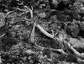 Brett Weston, UNTITLED (TREE ROOTS WITH SUCCULENTS), 1955
Silver Gelatin Print, 11 x 14 in. (27.9 x 35.6 cm)
WES125
$4,000
Gallery staff will contact you 72 hours after purchase regarding any additional shipping costs.