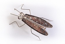 PAST EXHIBITIONS OUR SECRET WORLD OF INSECTS May  7 - Jun 30, 2021