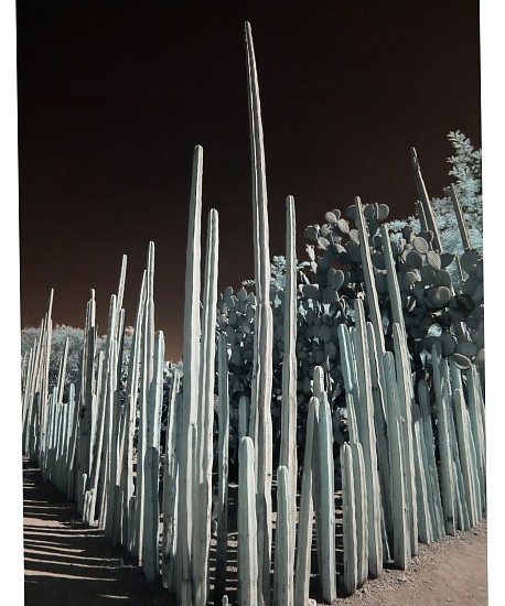 Shevaun Williams, OAXACA ETHNOBOTANICAL GARDEN 03
Silver Halide Print, 18 x 24 in. (45.7 x 61 cm)
SHEVY004
$800
Gallery staff will contact you 72 hours after purchase regarding any additional shipping costs.